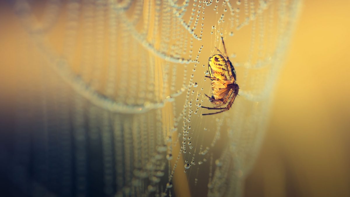 Sú pavúky bystrejšie ako ľudia?