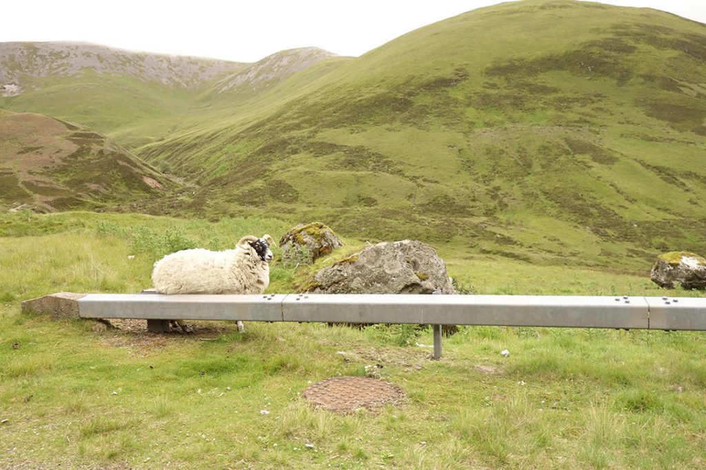 Škótska ovca